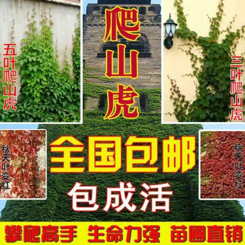 五叶爬山虎5cm以上1~1.5米