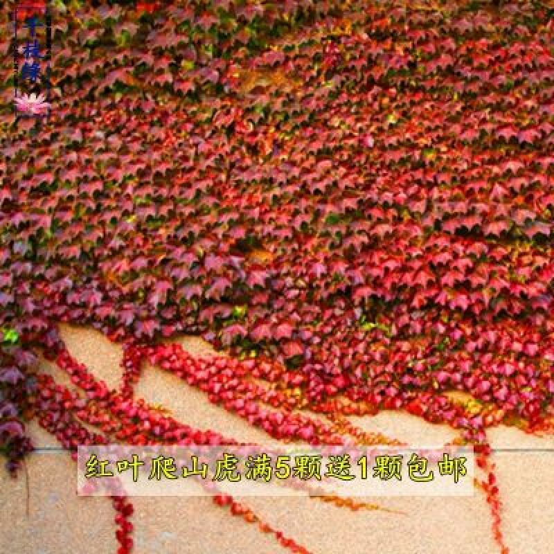 五叶爬山虎5cm以上1~1.5米