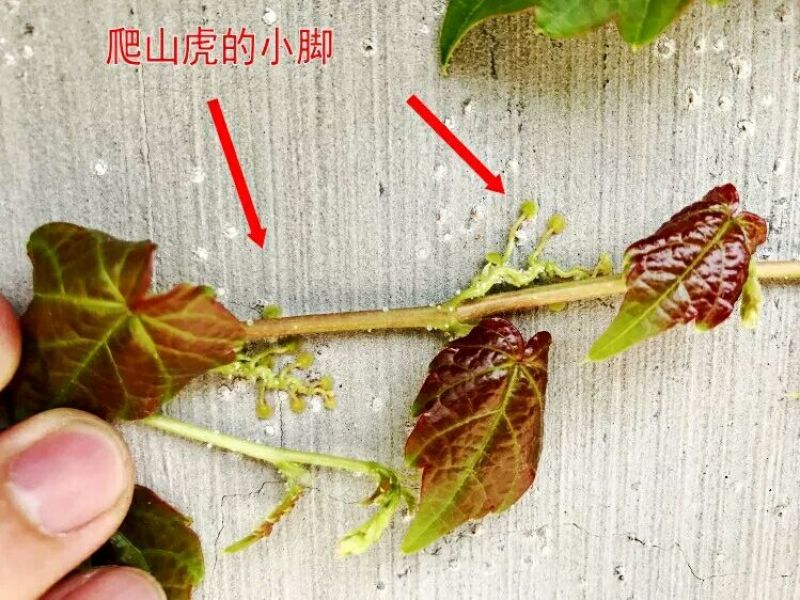 五叶爬山虎5cm以上1~1.5米