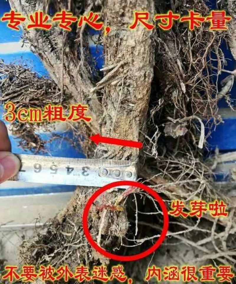 五叶爬山虎5cm以上1~1.5米