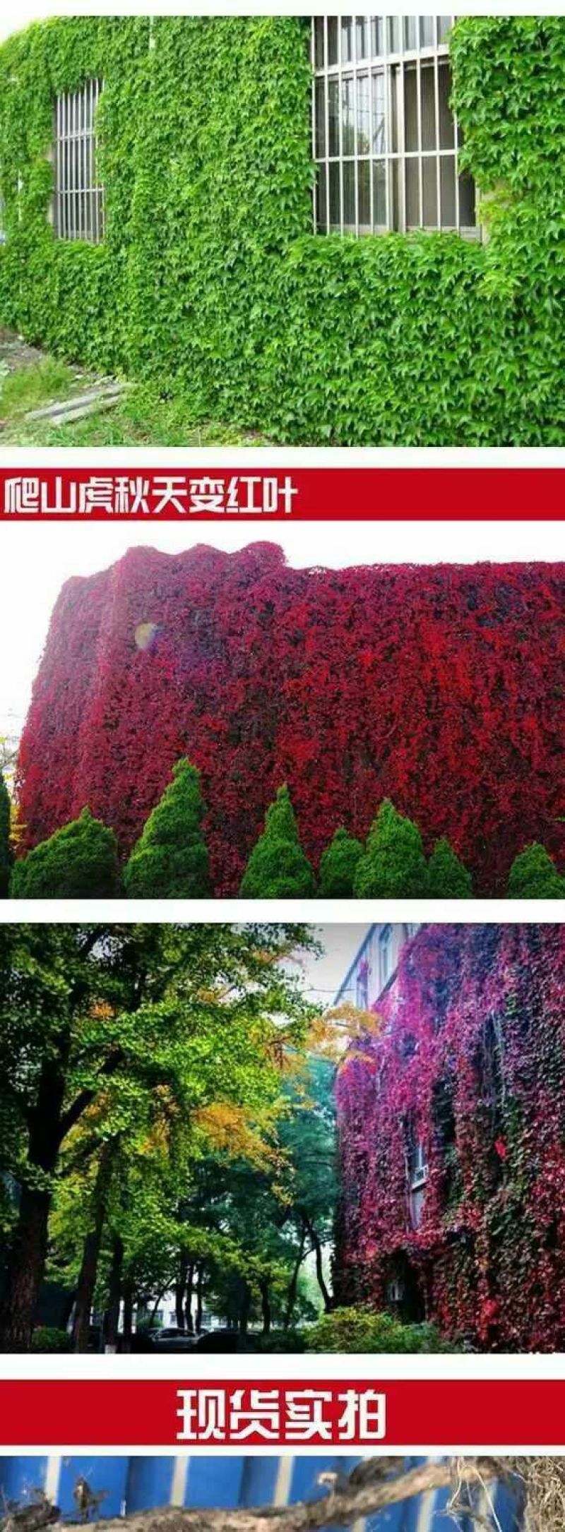 五叶爬山虎5cm以上1~1.5米
