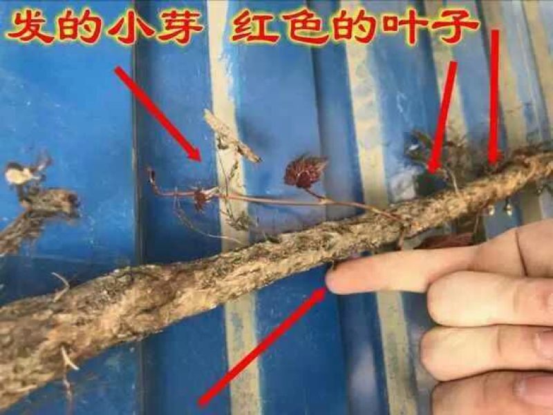 五叶爬山虎5cm以上1~1.5米