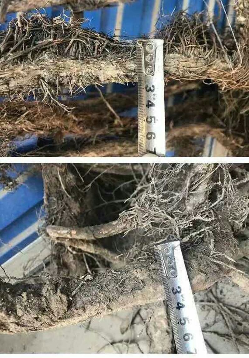 五叶爬山虎5cm以上1~1.5米
