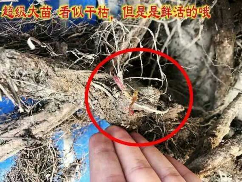 五叶爬山虎5cm以上1~1.5米