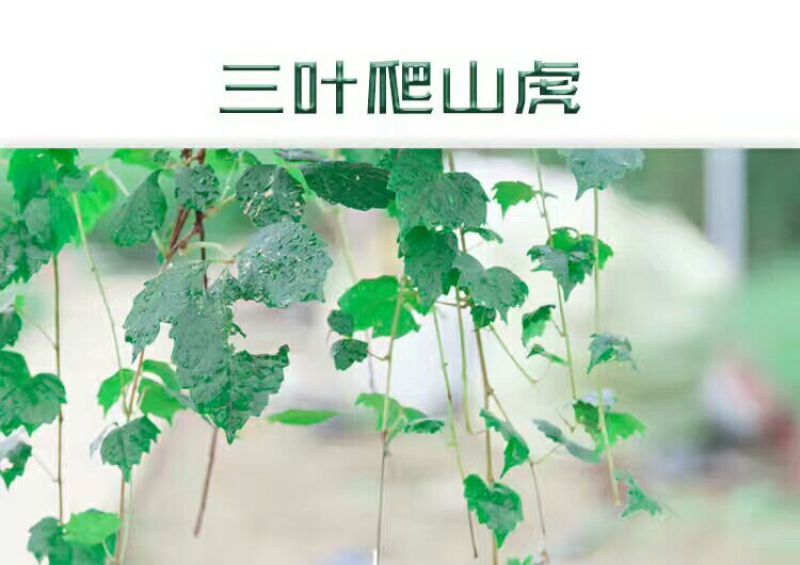 三叶爬山虎5cm以上1~1.5米
