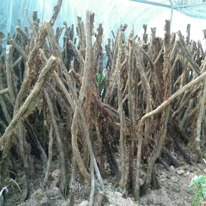 三叶爬山虎5cm以上1~1.5米