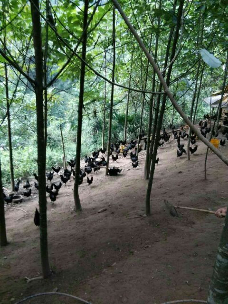 绿壳蛋鸡散养