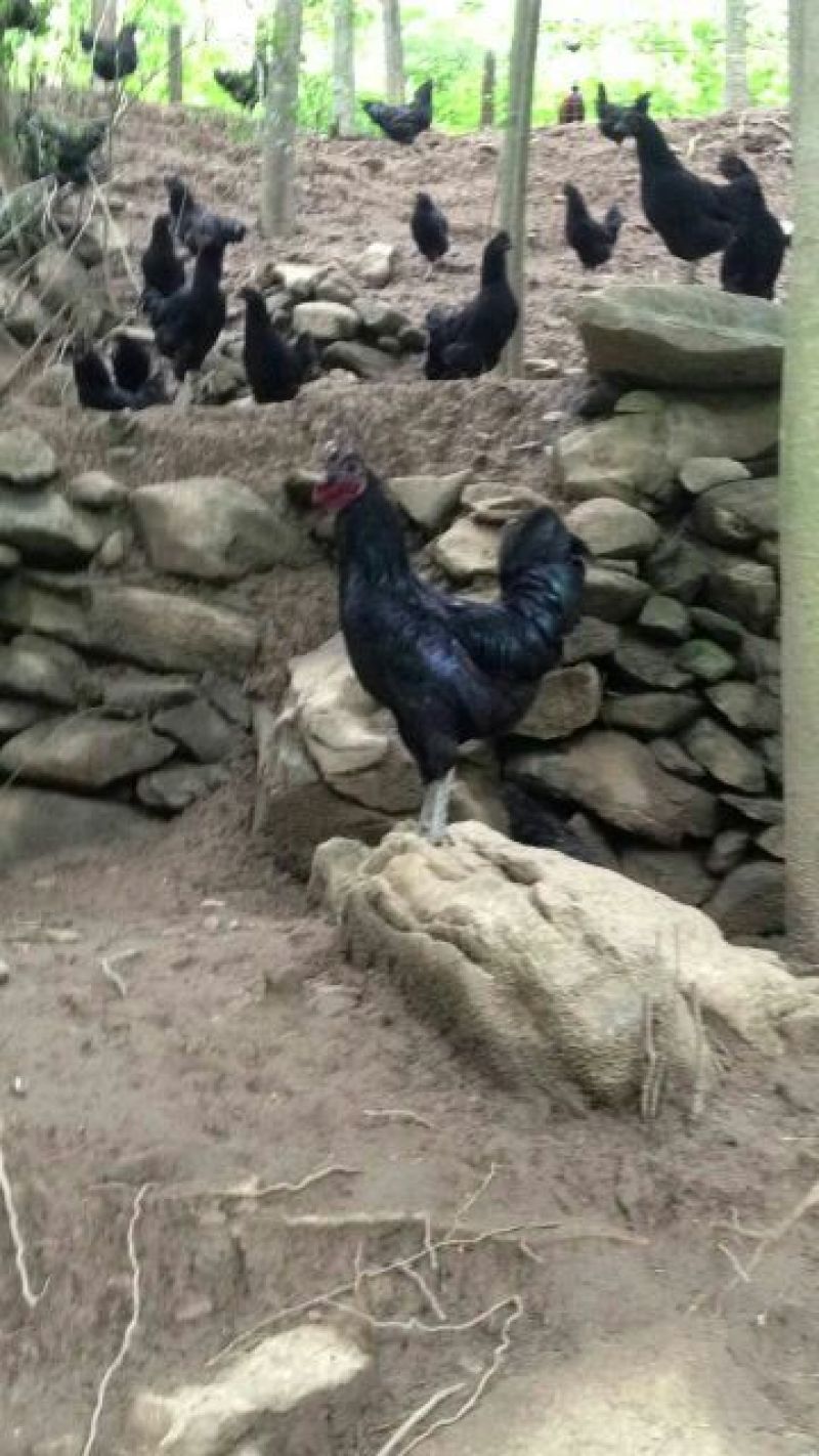 绿壳蛋鸡散养