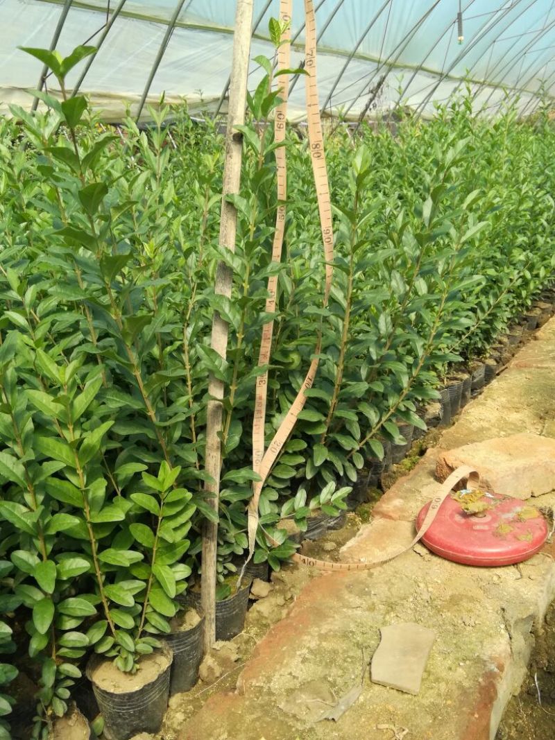 水腊30-50厘米