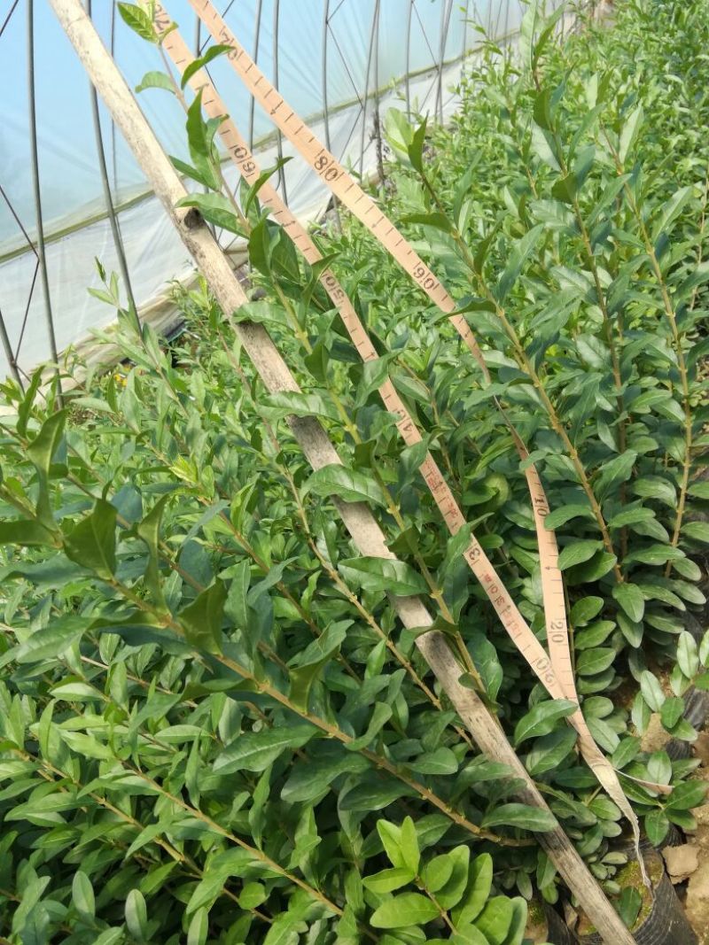 水腊30-50厘米