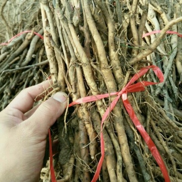 油牡丹苗10~20cm