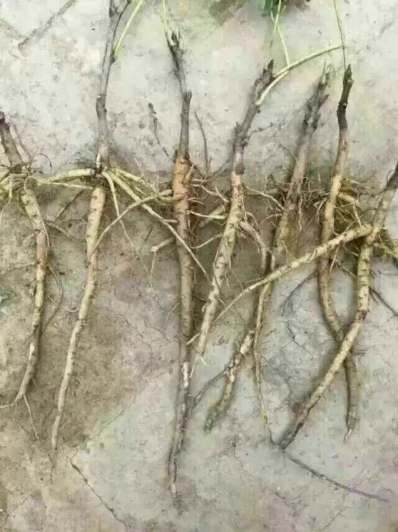 油牡丹苗10~20cm