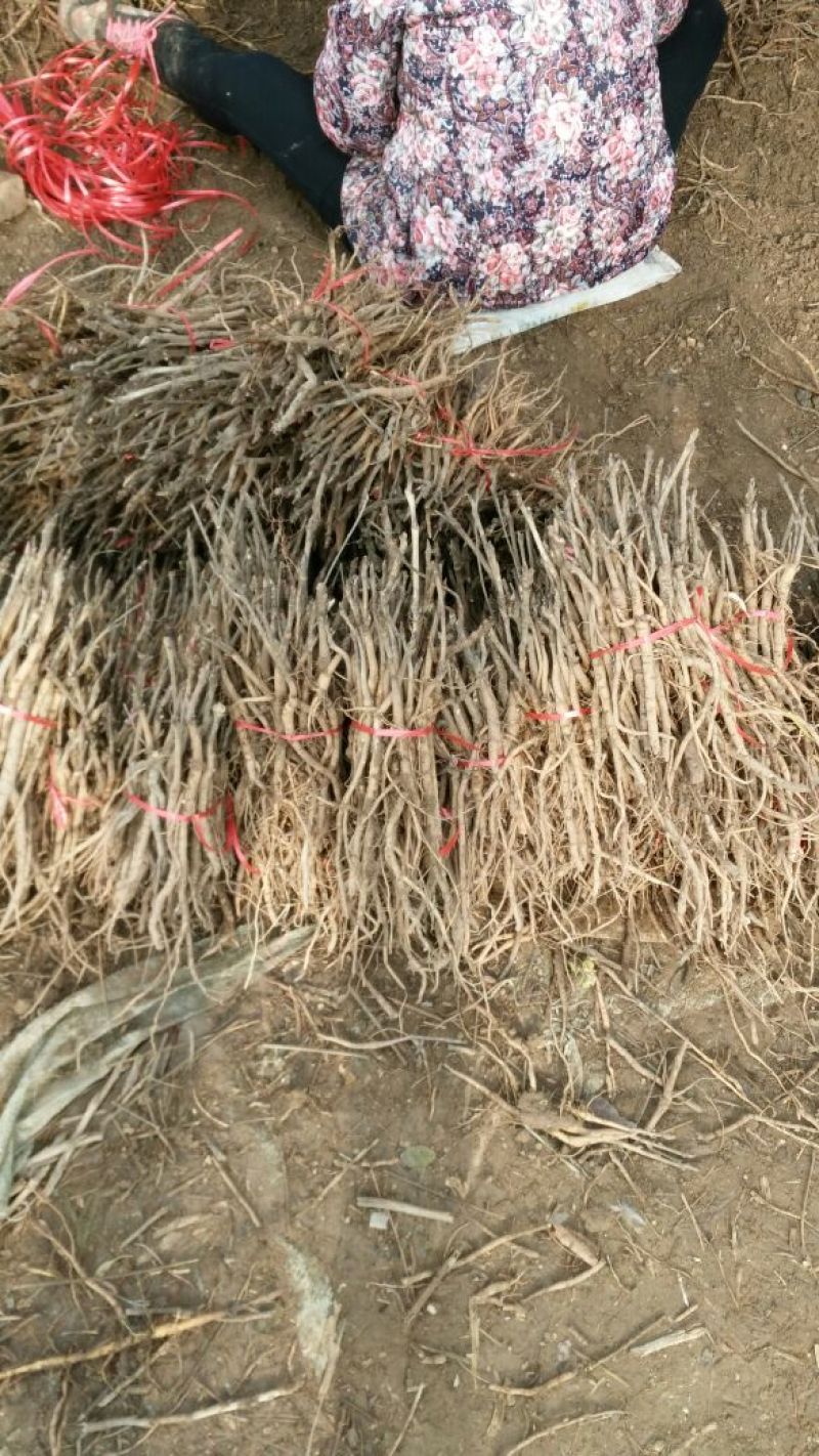 油牡丹苗10~20cm