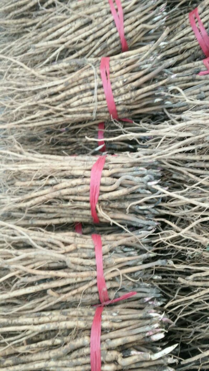 油牡丹苗10~20cm