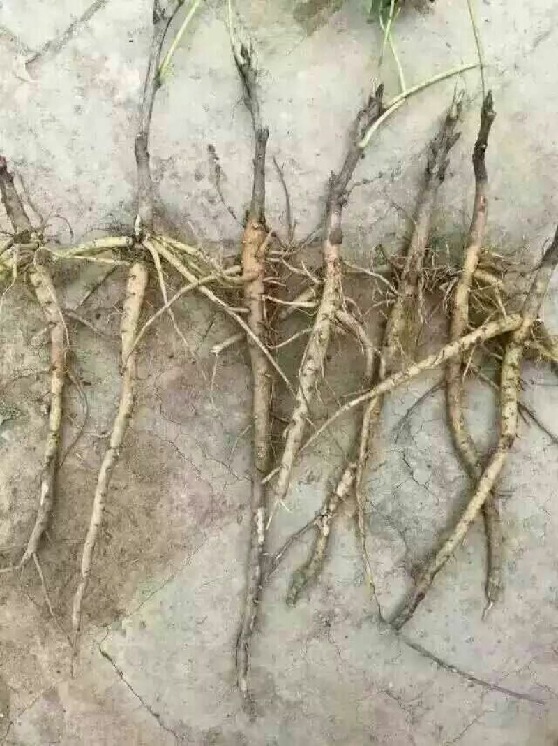 油牡丹苗10~20cm