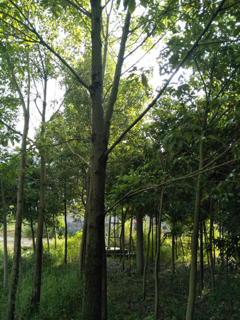 天竺桂3.5~4m