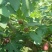 无花果苗80cm以上