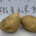 土豆4两以上精品