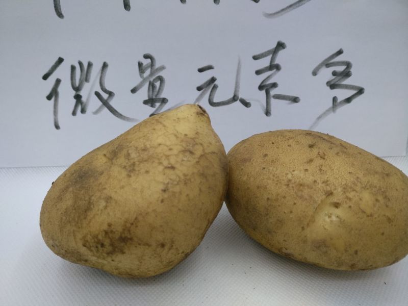 土豆4两以上精品