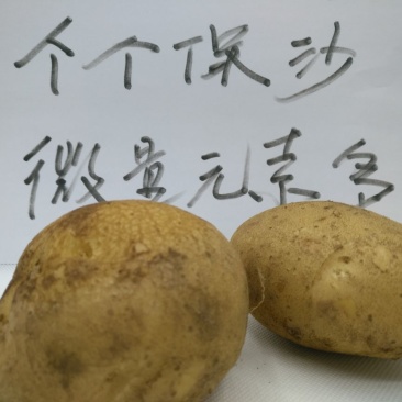 土豆4两以上精品