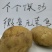 土豆4两以上精品
