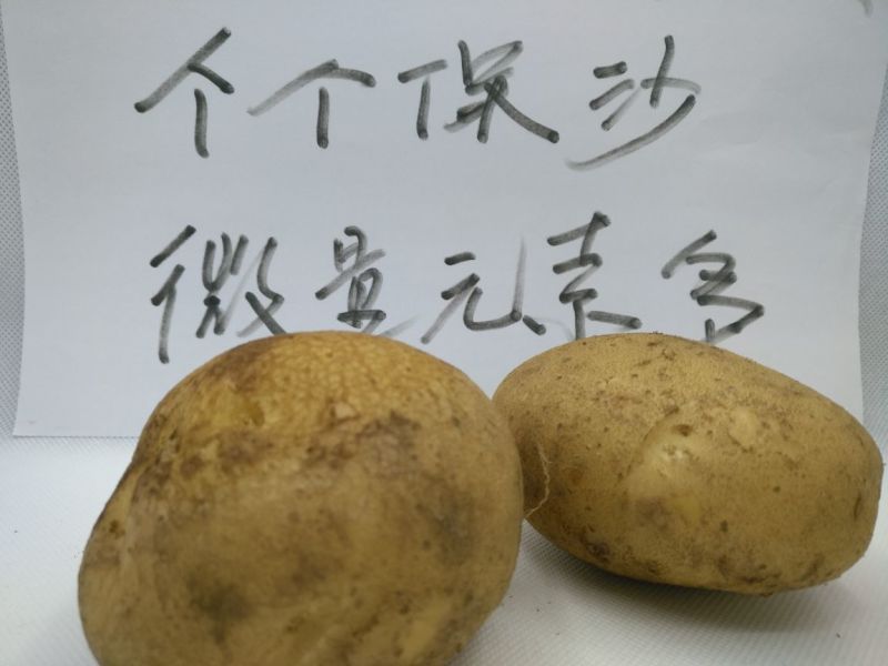 土豆4两以上精品