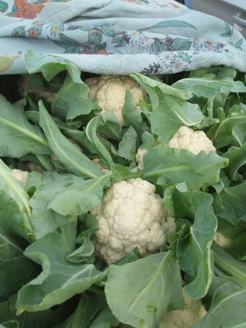 菜花、万亩生态园精品包装