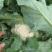 菜花、万亩生态园精品包装