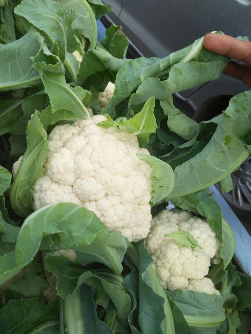 菜花、万亩生态园精品包装