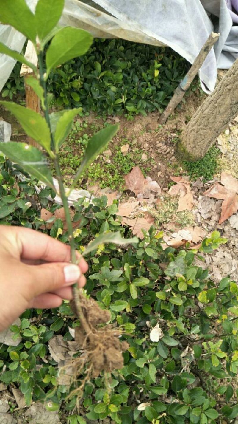 冬青苗30~40高度