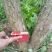 黄杨树桩5~10cm