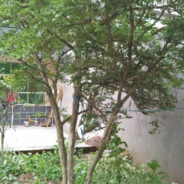 黄杨树桩5~10cm
