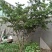 黄杨树桩5~10cm