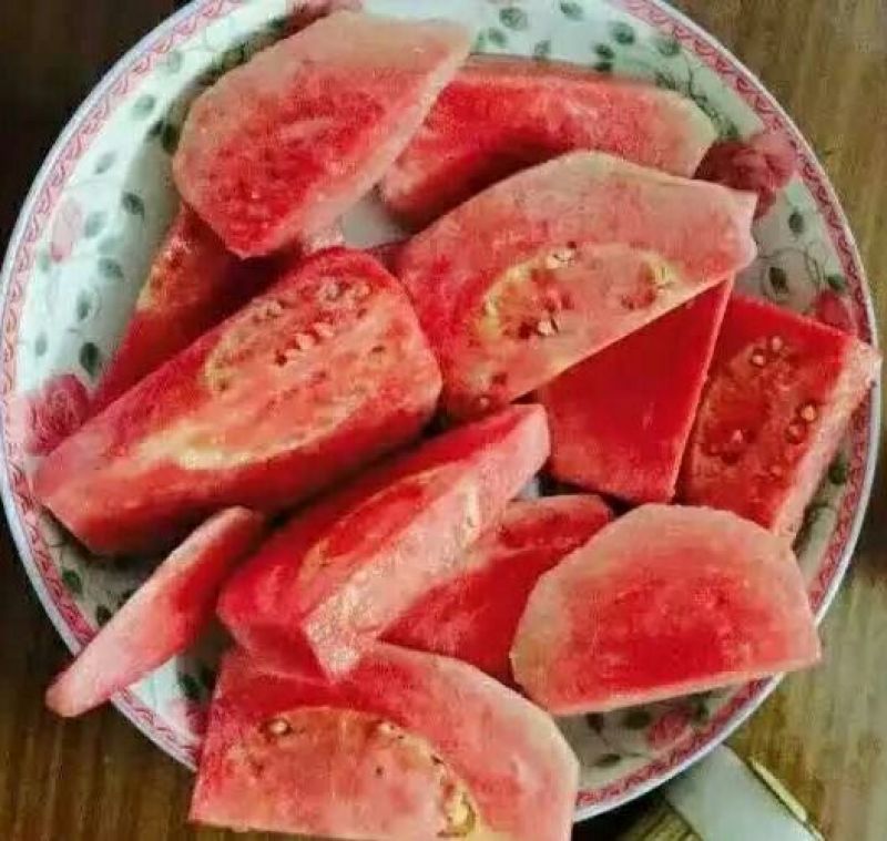 红宝石芭乐苗嫁接苗当年结果