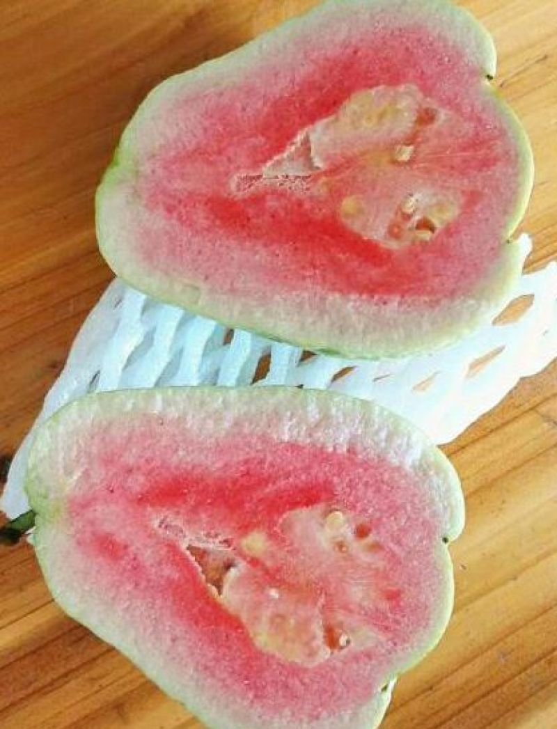 红宝石芭乐苗嫁接苗当年结果
