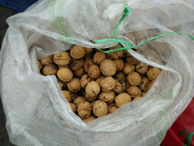 薄皮核桃25mm以下去皮干