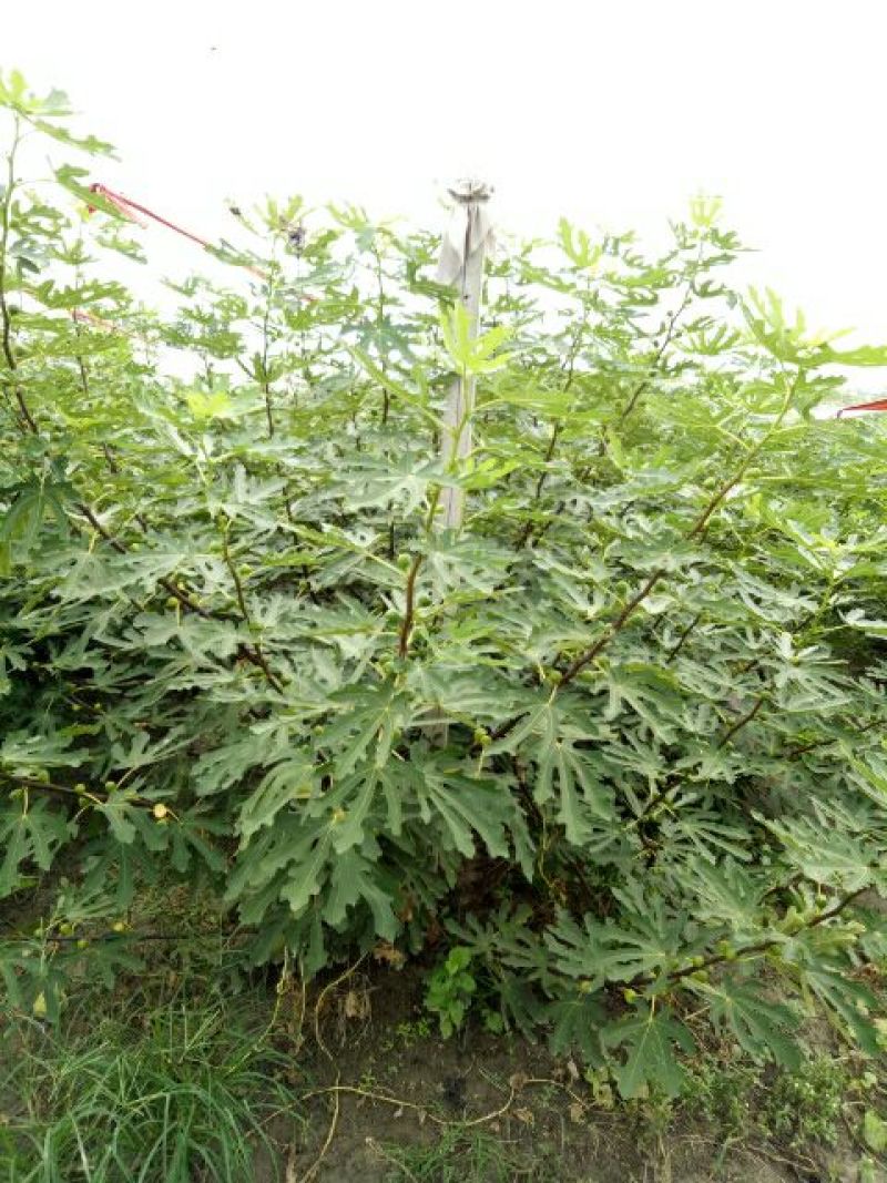 无花果树2.5~3m