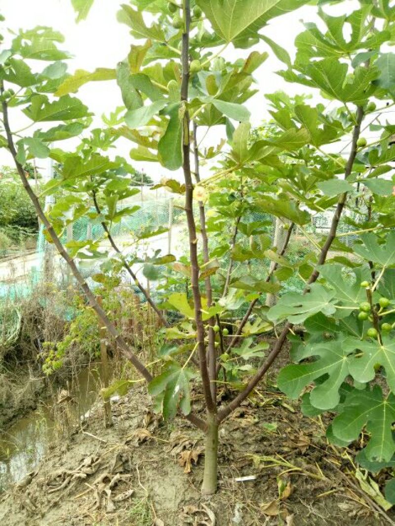 无花果树2.5~3m
