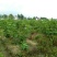 无花果树2.5~3m