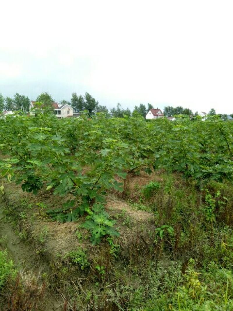 无花果树2.5~3m