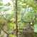 无花果树2.5~3m