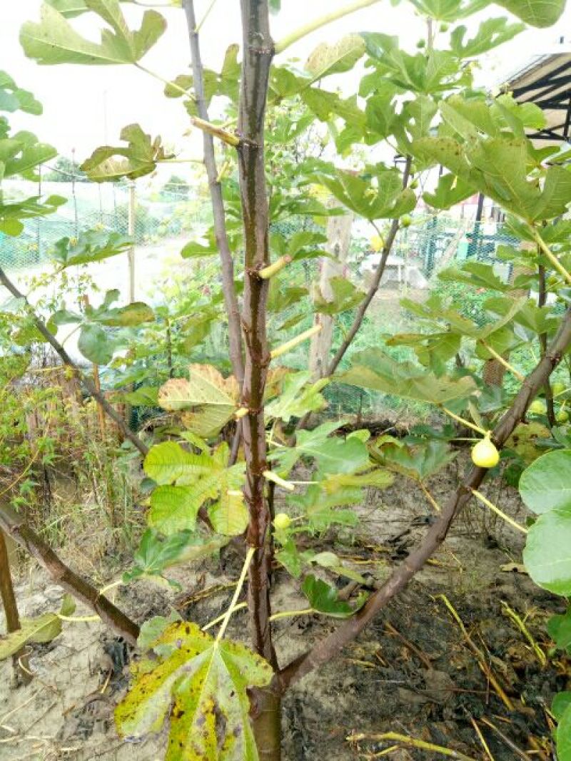 无花果树2.5~3m