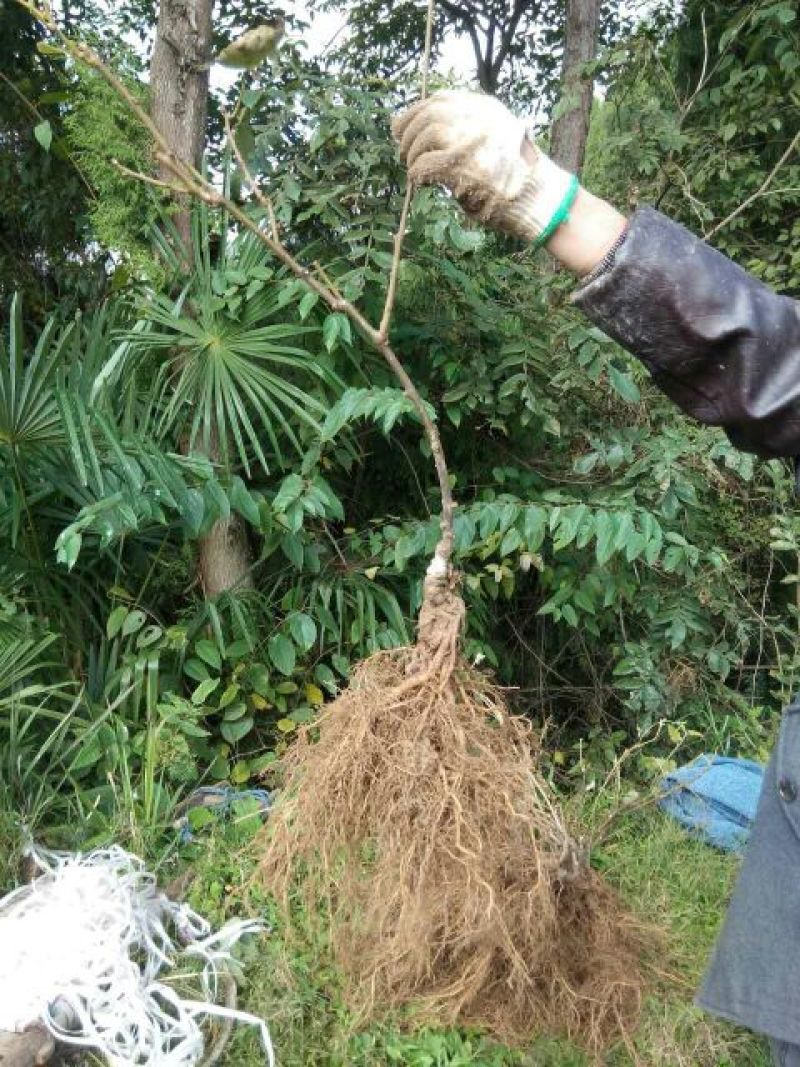 红阳猕猴桃苗提供技术指导现挖现发，品种保证