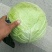 圆包菜3公斤以上精品