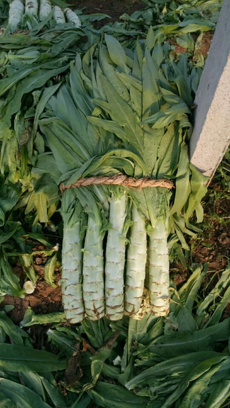 莴苣杆子