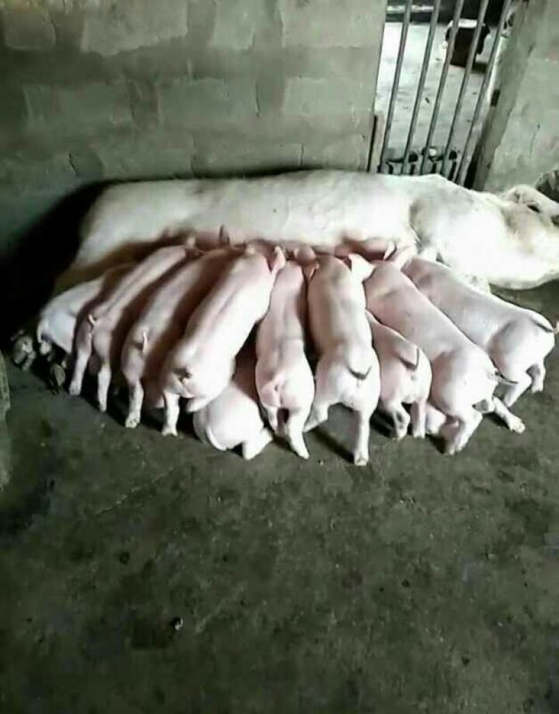 山东育肥猪场大量出售三元仔猪检疫齐全，包成活
