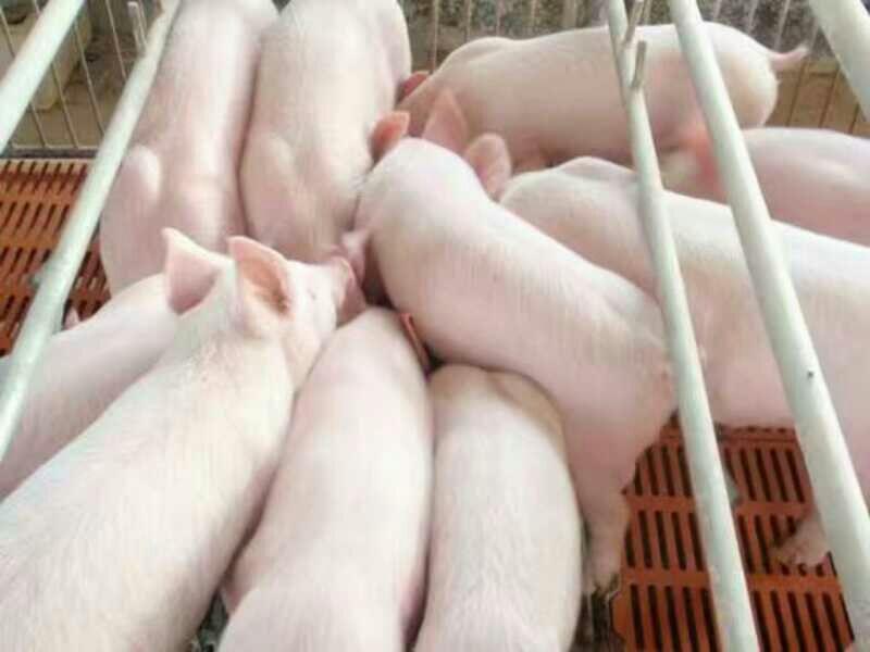 山东育肥猪场大量出售三元仔猪检疫齐全，包成活