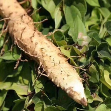 怀山药3厘米50-70厘米特级