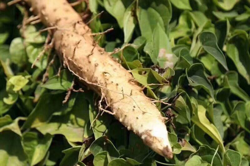怀山药3厘米50-70厘米特级