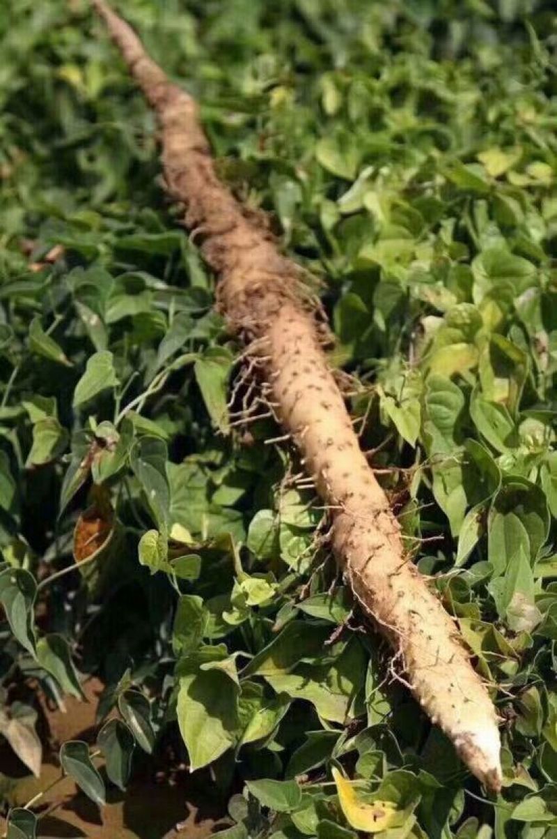 怀山药3厘米50-70厘米特级
